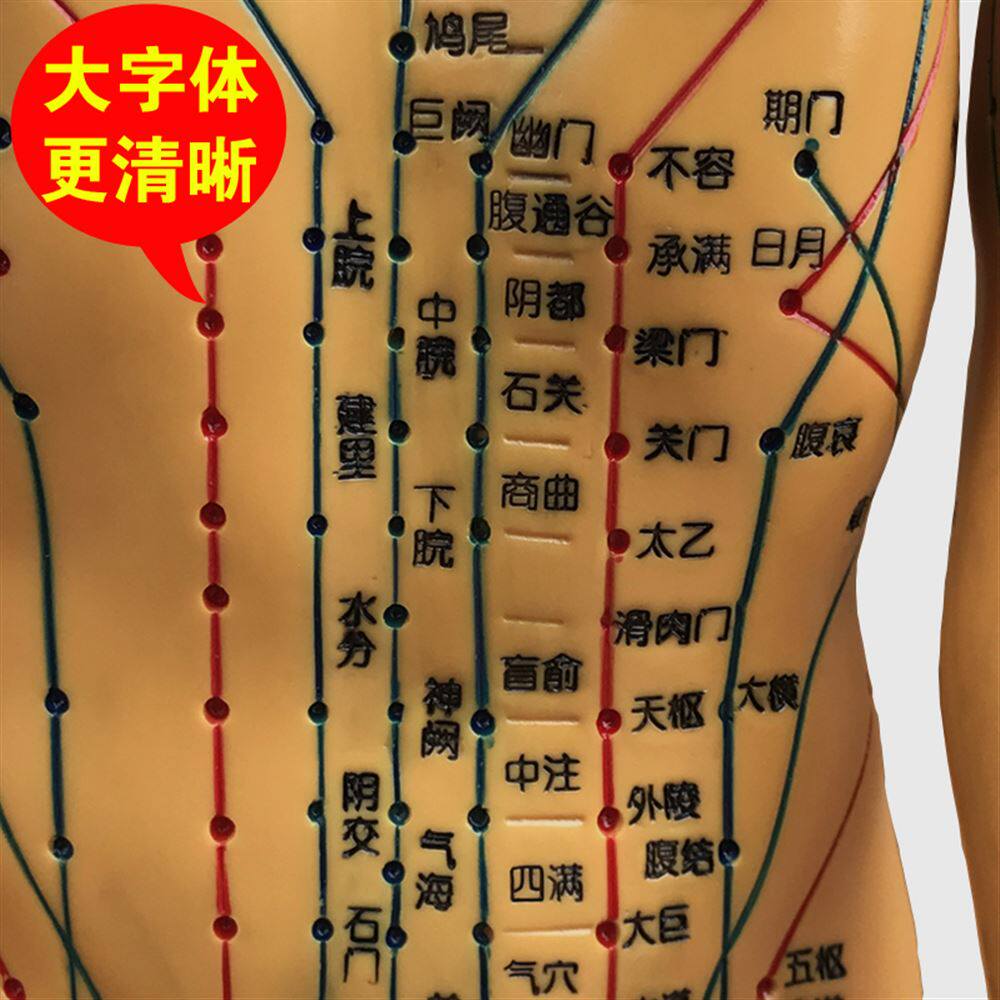 针灸穴位人体模型经络穴位模特图全身中医十二铜人扎针小皮人