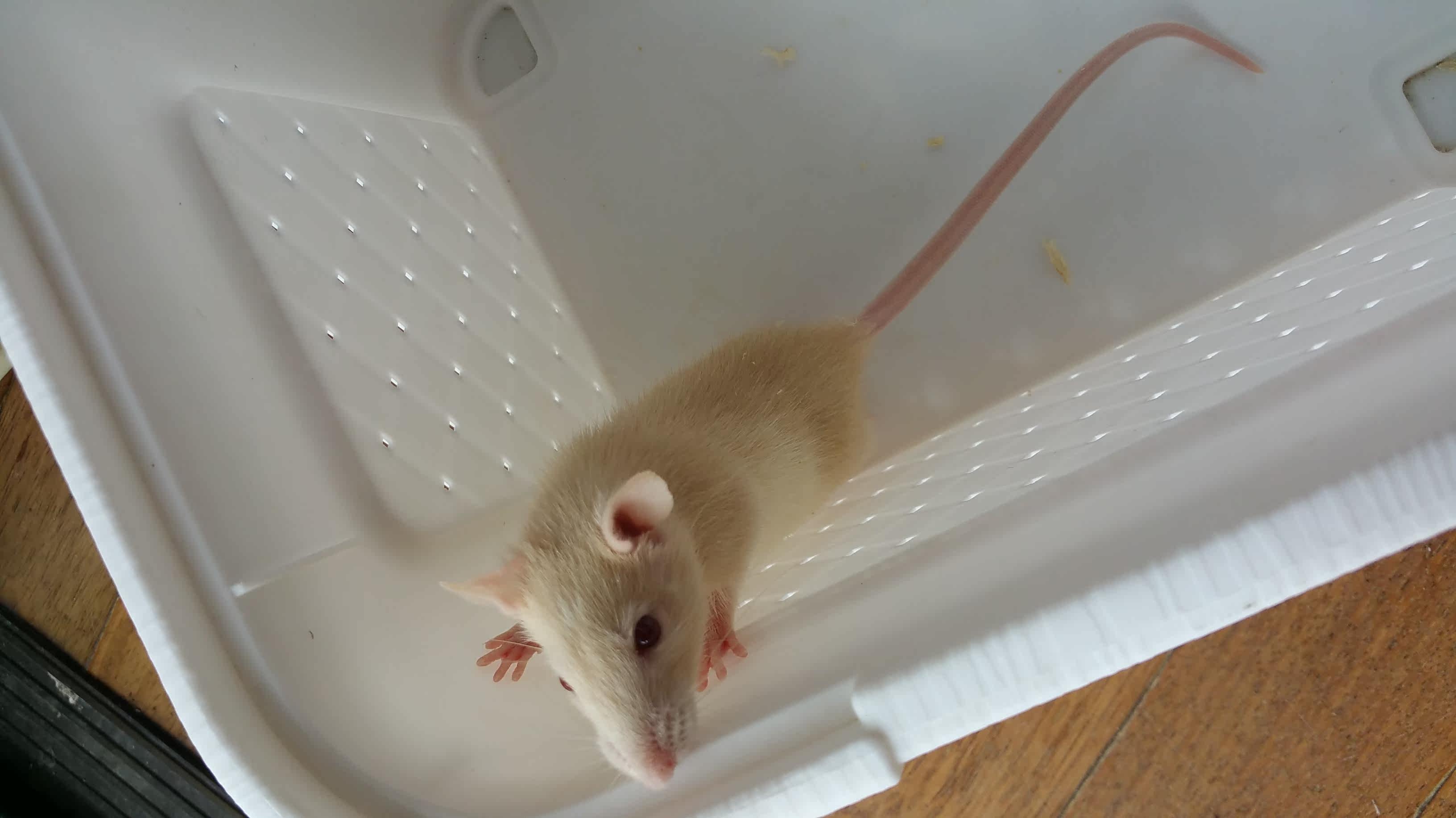 纯咖花枝鼠宝宝送运输盒送冰袋 礼盒 冰袋 花枝 运输 宝宝途虎网