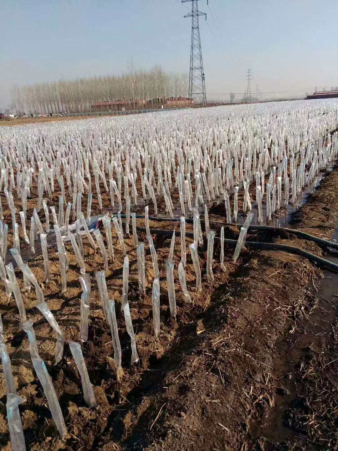 sapling bagging fruit trees antifreeze bagging branches bagging fruit wood bagging antifreeze antiwind bagging grafting