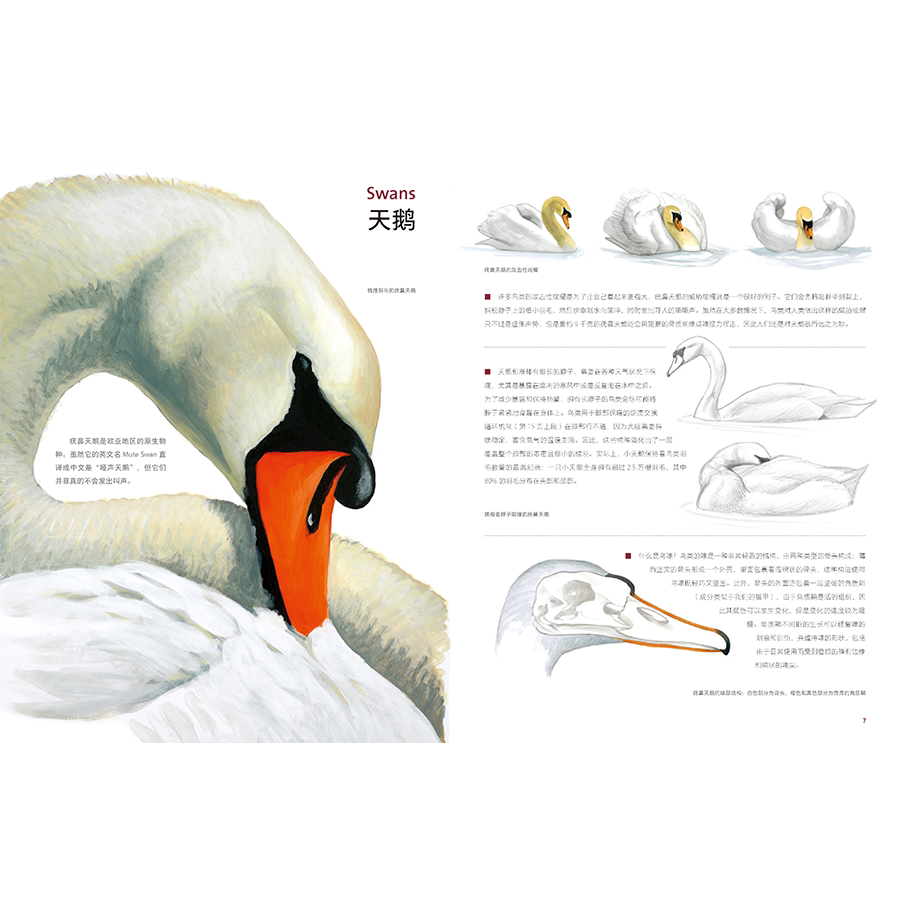 Птица 当当网 何以为鸟：西布利的鸟类世界 赠烫金印签2张大装裱画  观鸟手册鸟类常识入门鸟类辨别指南鸟类画册科普书籍 正版书籍