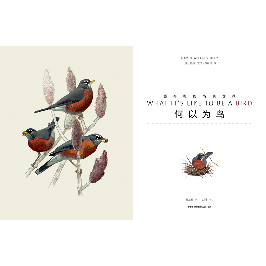 Птица 当当网 何以为鸟：西布利的鸟类世界 赠烫金印签2张大装裱画  观鸟手册鸟类常识入门鸟类辨别指南鸟类画册科普书籍 正版书籍