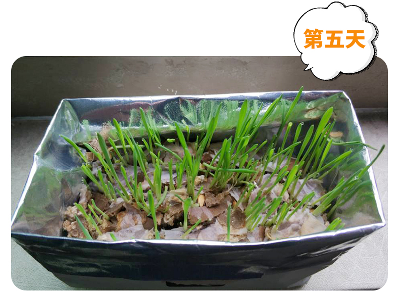 Zeze không thẻ mèo cỏ lông mèo ăn nhẹ không có đất đặt hạt giống thủy canh chậu catnip nhổ cỏ mèo hữu cơ - Đồ ăn nhẹ cho mèo thức ăn tốt cho mèo