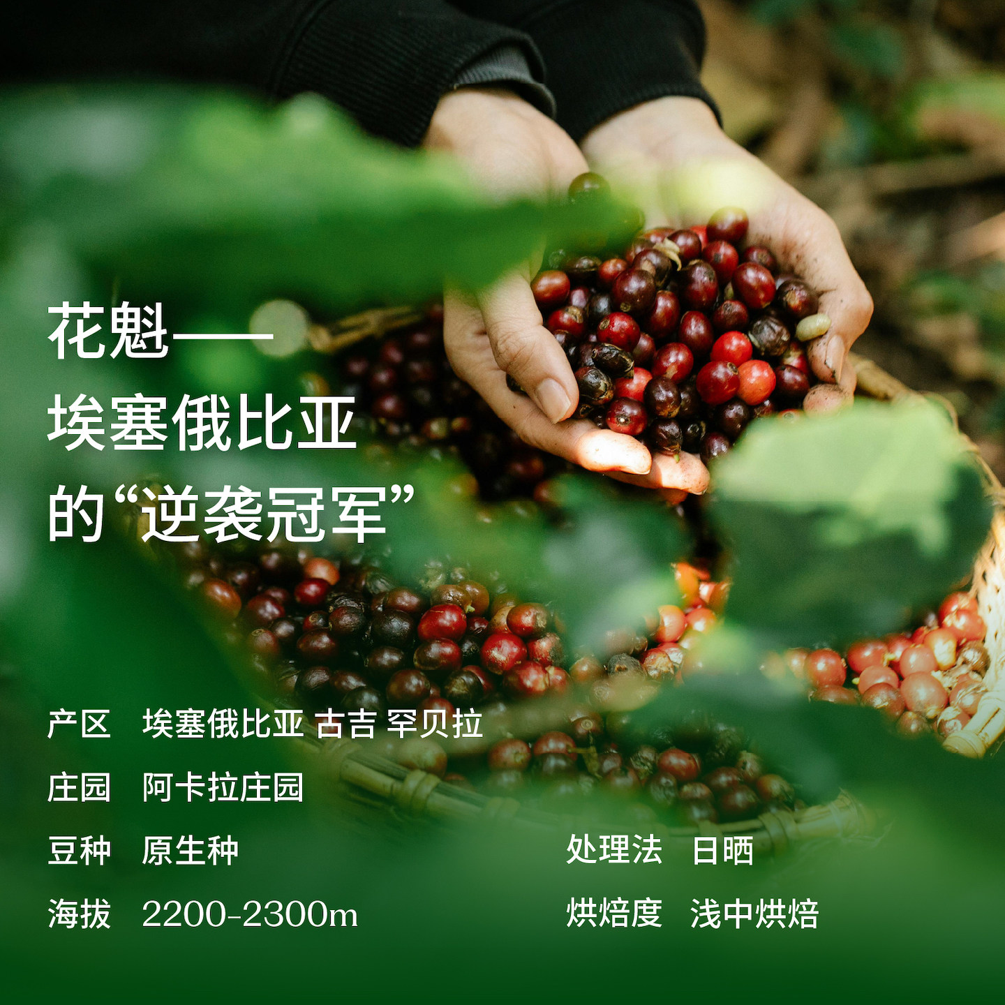☕️花魁SOE 埃塞俄比亚原生种日晒G1，带你走进意式浓缩的香醇世界！🌟-咖啡豆-淘宝好物网