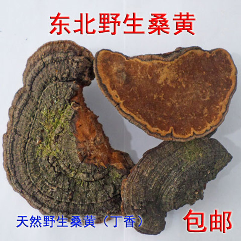 Wild Mulberry Fungus from Northeast China's Changbai Mountain, Whole Branches of Clove Mulberry Fungus, Sliced and Ground into Powder for Tea Wild Mulberry Fungus from Northeast China's Changbai Mountain, Whole Branches of Clove Mulberry Fungus, Sliced and Ground into Powder for Tea