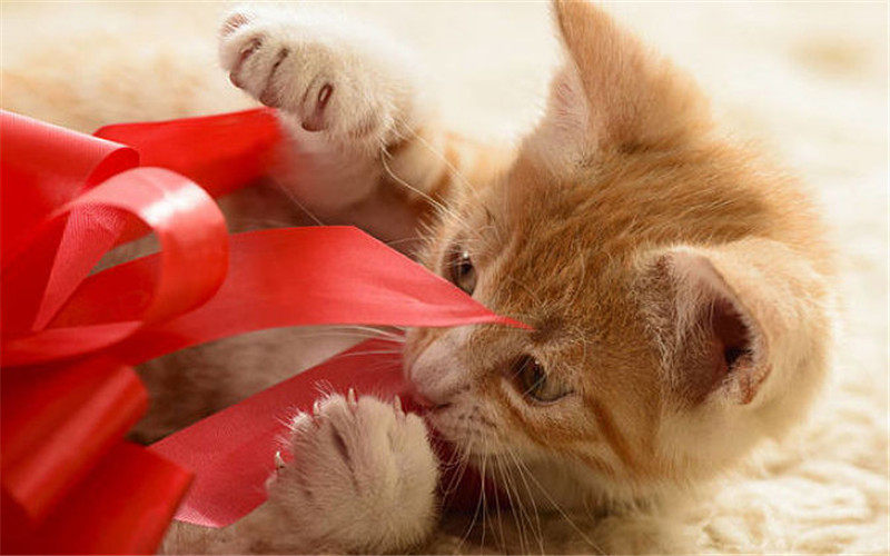 貓頻繁眨眼睛是病 如何給貓滴眼藥水 淘寶海外