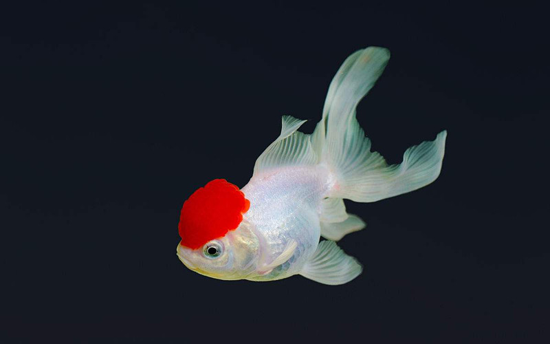 想養金魚 新手飼養的金魚的必備守則 淘寶海外