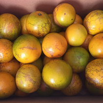 (Flower spotted fruit 10kg) Yunnan Chu Orange Chu Shijian rock sugar cloud Orange fresh seasonal children fruit Orange