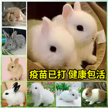 Rabbit living creature small pet white rabbit living dwarf rabbit mini long rabbit pet rabbit hanging ear