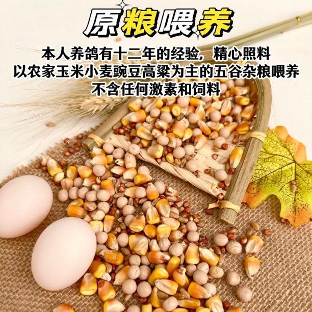 新鲜鸽子蛋30枚：正宗农家散养，孕妇精选礼盒，五谷杂粮喂养，大鸽子蛋的营养秘密！