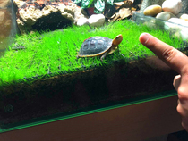 Yellow edge house Turtle tank Turtle box Grid bottom filter plate Landscape package Flame Taiwan edge Mainland turtle Yellow edge turtle An Edge turtle