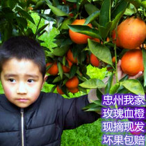 Zhongzhou season fresh rose orange blood orange now picked up found net weight 9kg farmhouse sweet orange Taroko blood orange