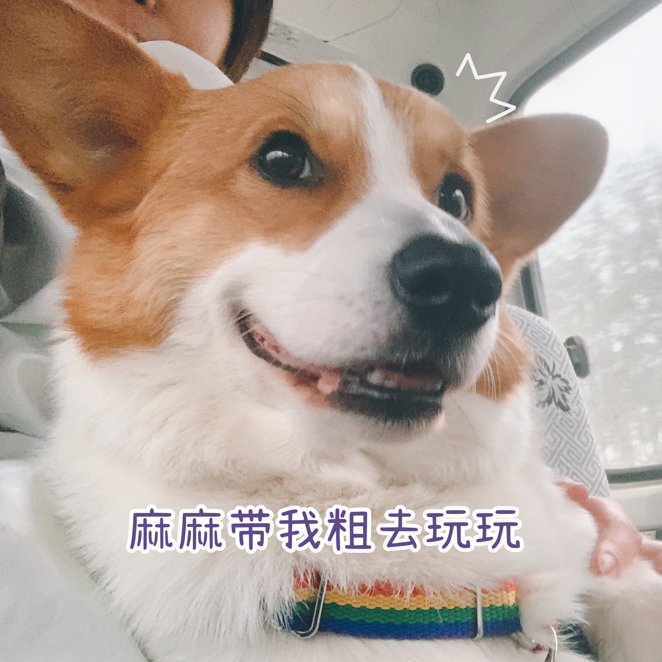 Kokie Aviation Random Consignment Experience Sharing Pet Friendly Hainan Sanya Holiday Villa in Xiaotan 
