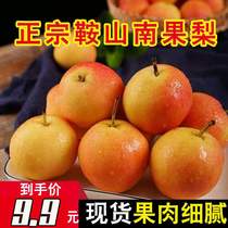 South Fruit Pears 10 Jin Zheng Zong Season Fresh Pear water Peel Thin Northeast with fragrant water Pears One whole box
