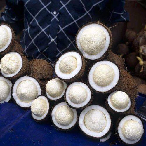 Fresh Coconut Treasure 1 Pack Fruit Coconut Core Old Coconut Sprouted Coconut Coconut Meat Pie Net Red Now Picking 5