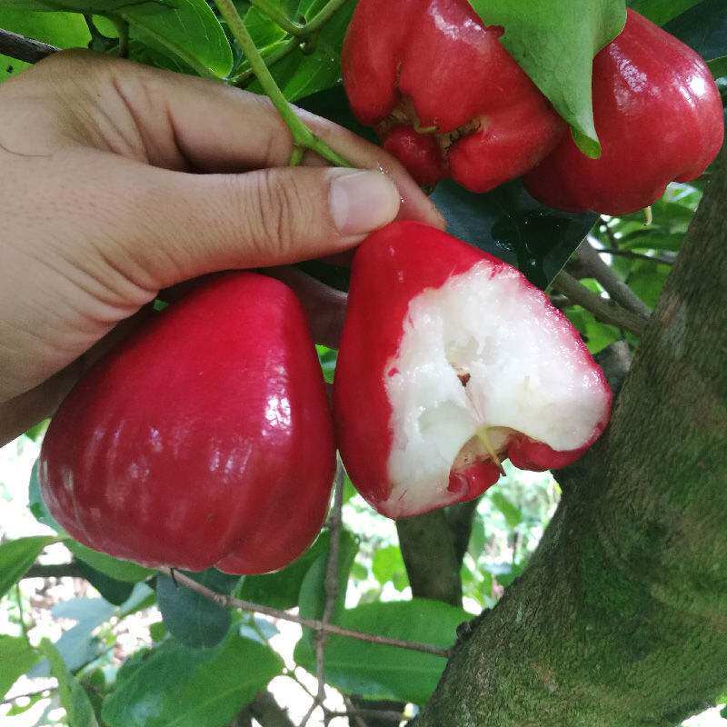 (Now Taken) Hainan Lianwu Fruit 1 catty Pregnant Woman Fruits Fresh Tropical 10 Large Leaf Even Fog Season 5