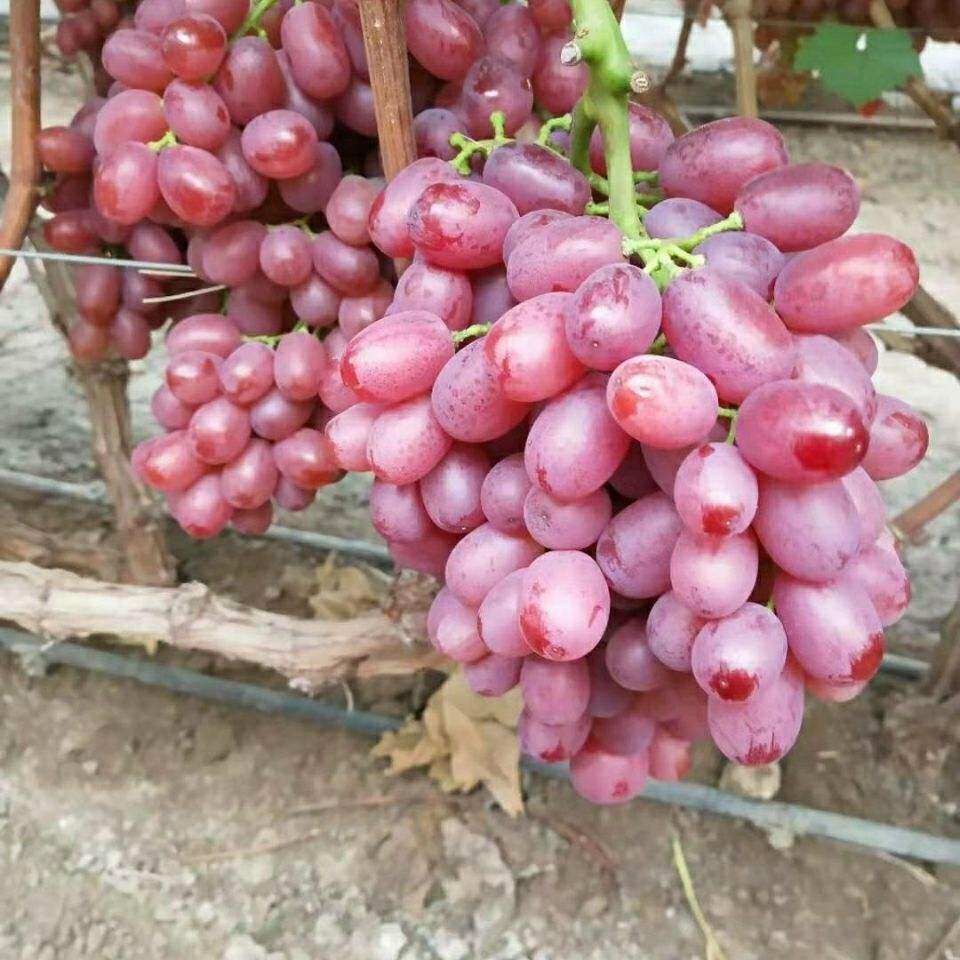 Seedless Tie net heavy 2 catty with seeds Crisp Sweet Grape Fresh season Fruit Seedless Red mention with box for the season