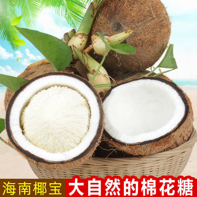 Fresh Coconut 1 Loaded Sprout coconut milk Coconut Milk Old Coconut Palm Coconut Palm coconut Coconut Palm sweet and juicy 5