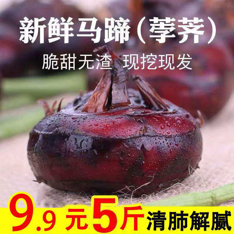 Fresh horseshoe water chestnuts 10 catties Hubei Extra Large horseshoe Chestnut Crisp Sweet pear 5 catty Peel Fruit Now Dig with mud 3