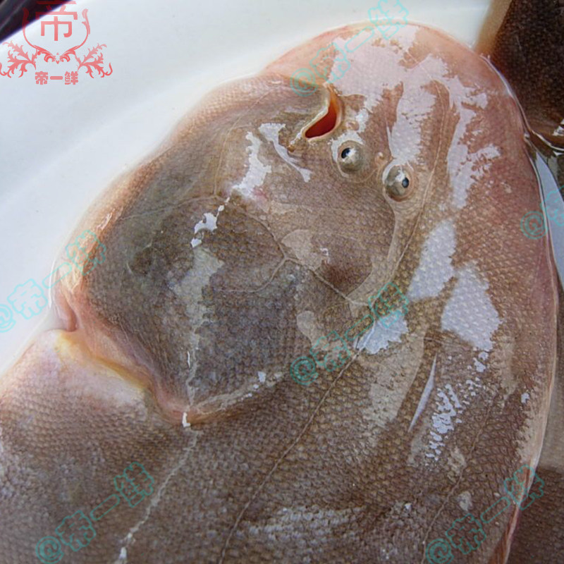 鲜活多宝鱼新鲜比目鱼大菱鲆:海洋美味,速冻锁鲜,让你在家也能享受海鲜盛宴!🐟 -比目鱼-淘宝百科网