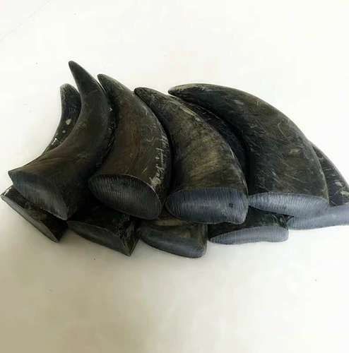 Десять лет говяжьего рога твердые рога