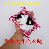 Маленький спящий кот белый черный