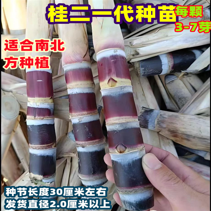 老农民绿色种业种植的LOGO