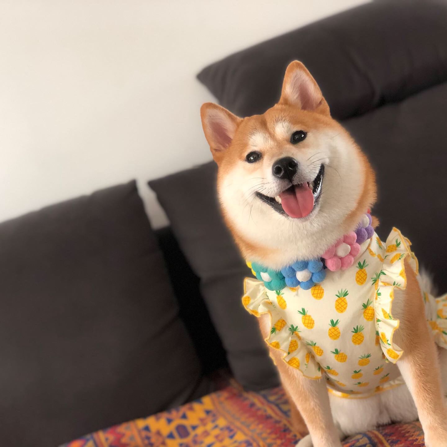 家裡的小怪獸柴犬柏萬同款彩虹花朵項圈日本網紅狗狗柴犬寵物花環項鏈 Yahoo奇摩拍賣 家裡的小怪獸柴犬柏萬同款彩虹花朵項圈日本網紅狗狗柴犬寵物花環項鏈 Yahoo奇摩拍賣