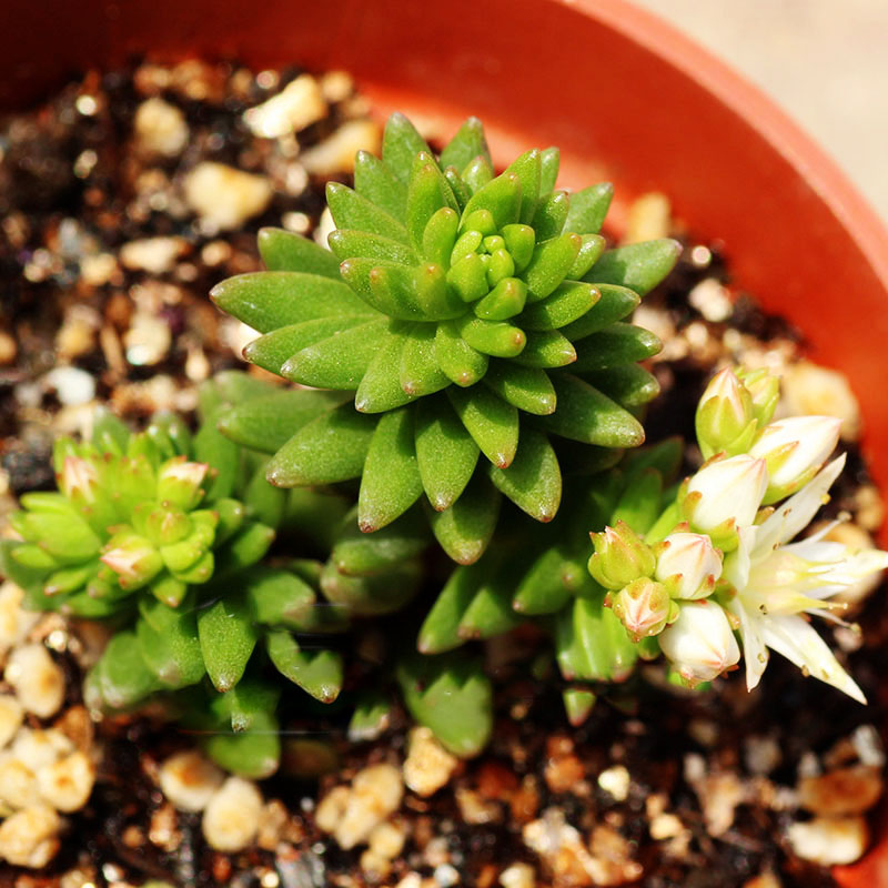 ���߶������԰׻�С��