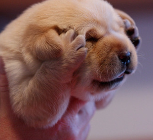 One yuan universal de link