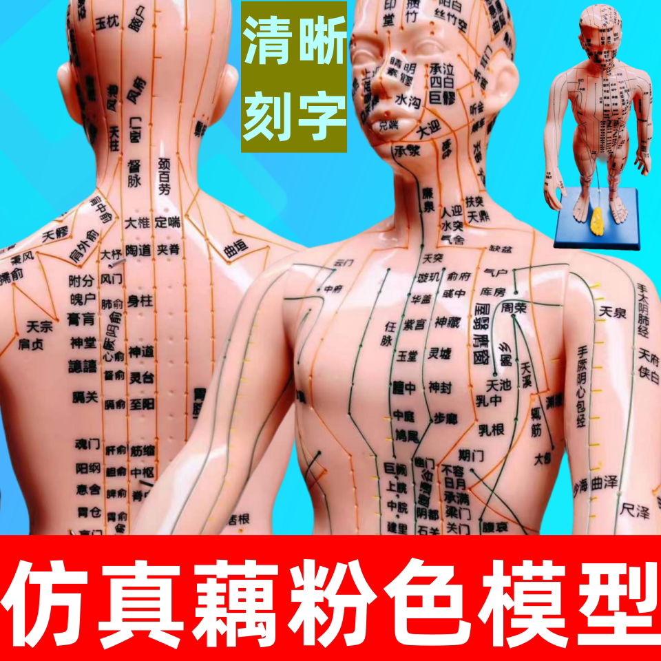 仿真人体模型肉粉色中医穴位模型人体全身男女模型扎针初学者模型