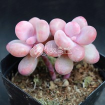 Succulent Plant (peach egg) peach egg pink leaf full imported plant radiation protection fleshy potted