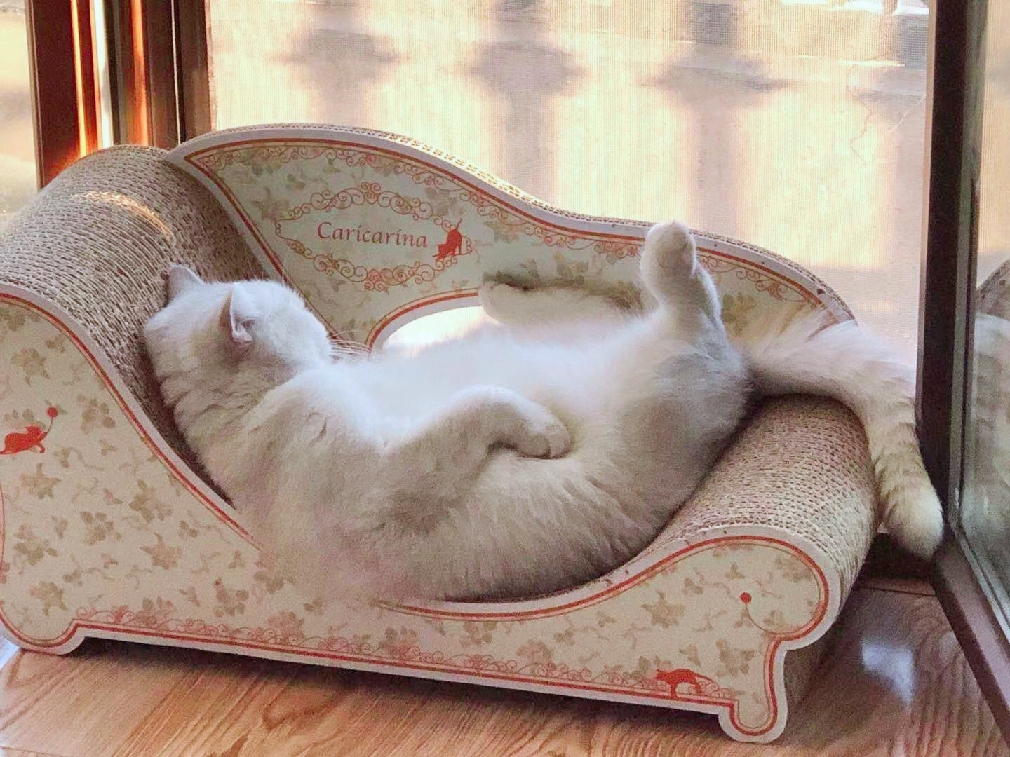 Japan Made Caricarina's long use of kitty Guido's chair not dropping Slag Cat Cat Body Mechanics