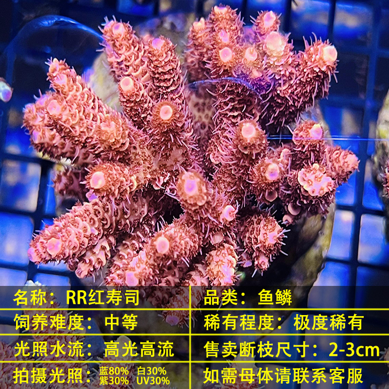 珊瑚 宝石珊瑚・原木 立体・オブジェ coshiyo yonezawa 通販 10127573