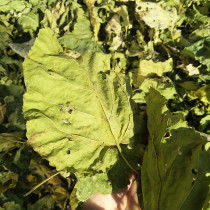 Yangzhou Farmhouse Frost Mulberry Leaves Chinese Medicinal Materials Dried Mulberry Leaves Tea Frost After Frost Winter Mulberry Leaves 250g New Arrival