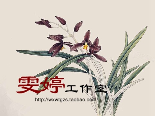 Homework stroke white sketching manuscript-Orchid State painting Flowers Birds Painting living room Paints painting Job paintings *