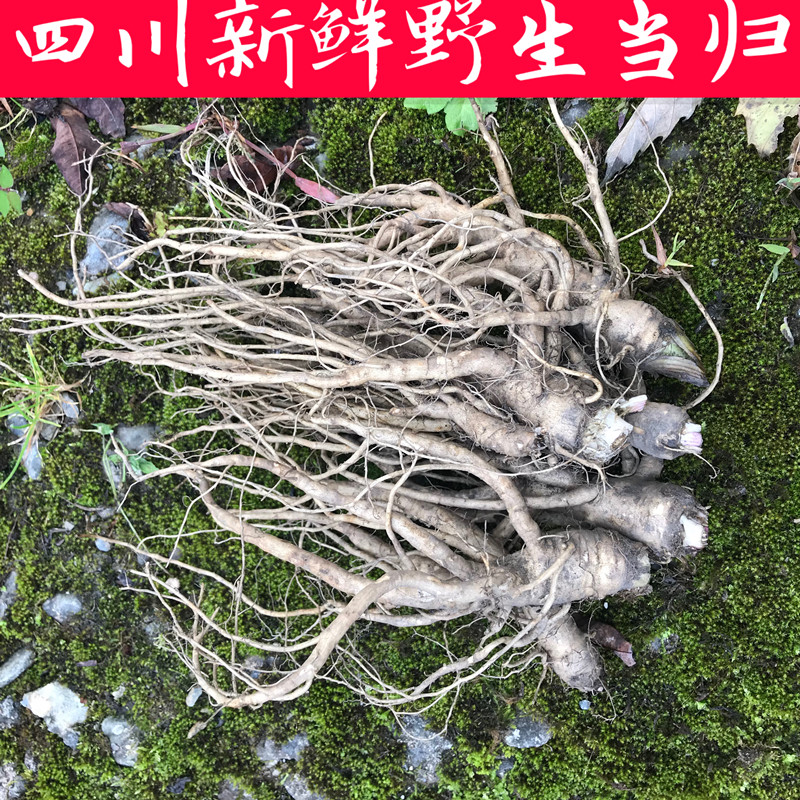 Fresh Angelica 3 catties Sichuan medicine Angelica is now digging wild medicine Angelica soil