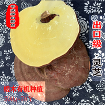 Ganoderma lucidum Linzhi slices basswood Ganoderma lucidum slices grinding powder 500g