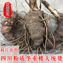 Heavy building seedlings Sichuan Huazhong Building Miao seven leaves a branch flower Hua heavy building single corner root 500g