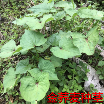 Golden buckwheat root fresh buckwheat open gold lock knot wild buckwheat three kinds of root pieces 500g herbs
