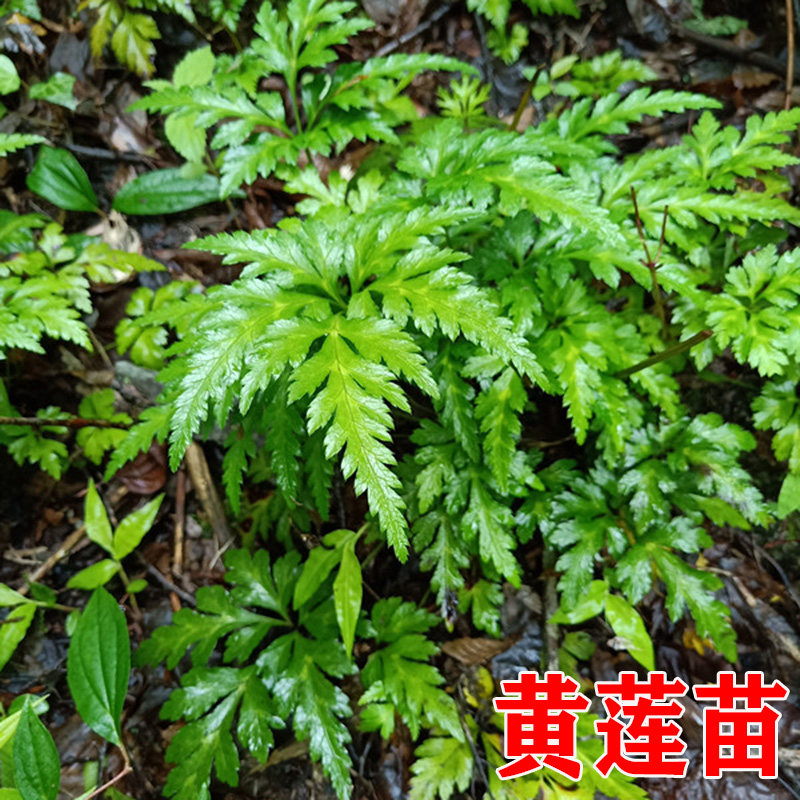 Wild Chinese herbal medicine Coptis chinensis seedlings Coptidis root chicken feet Coptidis balcony green plant potted garden planting package survived