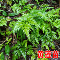 Wild Chinese herbal medicine Copcoptis Root Coppice Root Chicken Paw Coppice Balcony Green Planting Potted Courtyard Plantation to make a living
