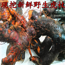 Fresh wild now dug Polygonum cuspidatum pure root soil Rhein tube Rod 500g Chinese herbal medicine bitter Rod