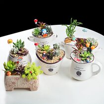 Enameled fleshy meat many plant combination potted set meal with pots containing soil gift formaldehyde DIY
