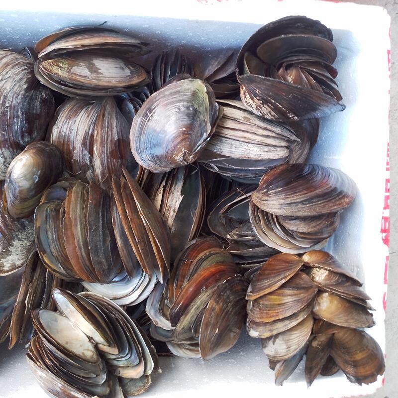 Shell, River Clam Shell