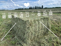 Grind home import Canada Timothy had plus the chinchilla rabbits guinea pigs pet molar feed grass