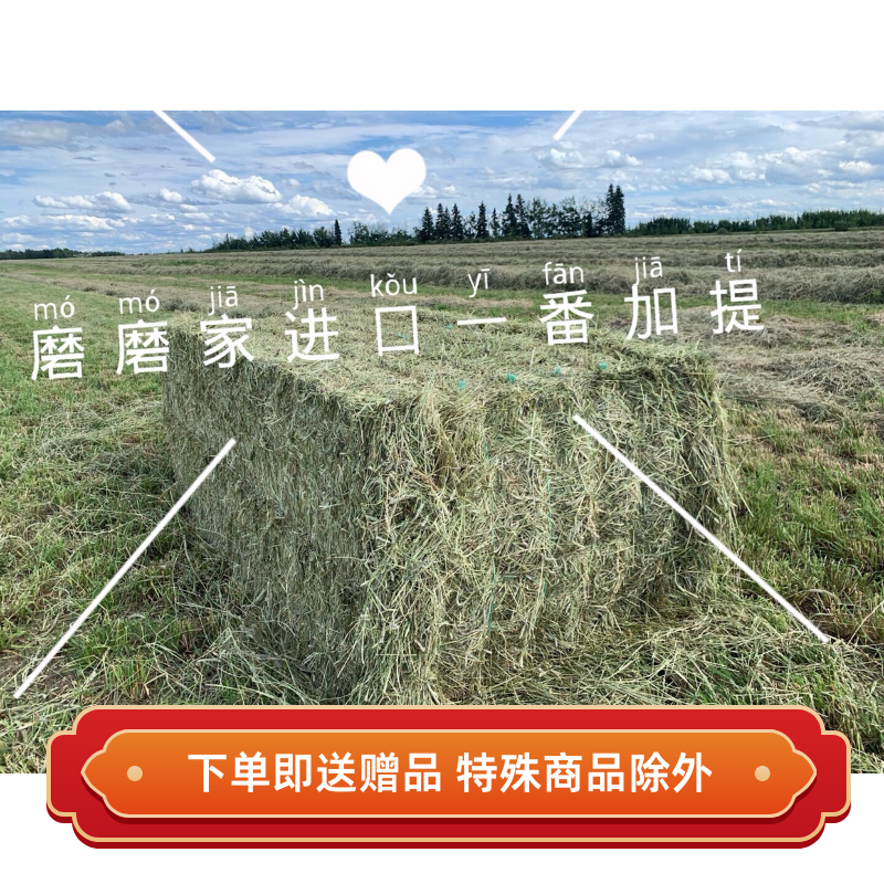 Grinding home imported from Canada Timothy a Gati chinchilla rabbit guinea pig pet molar feed grass