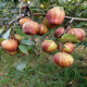 Huanghuali pear ເບ້ຍ pear ຕົ້ນ ໄມ້ ຫມາກ ເບ້ຍ grafted ຕົ້ນ pear ຫມາກ ໄມ້ ເບ້ຍ grafted ເບ້ຍ ເບ້ຍ ຫມາກ ໄມ້ ຂະ ຫນາດ ໃຫຍ່ ພິ ເສດ ການ ປູກ ໃນ ປີ ດຽວ ກັນ