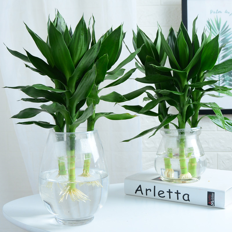 观音竹富贵竹水培植物盆栽室内办公室客厅转运竹绿植带花盆节节高