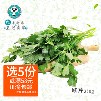 Fresh Eu Cress Cilantro Coriander coriander Dutch cress Passion Italian Cilantro Cilantro Cilantro with ingredients 250g