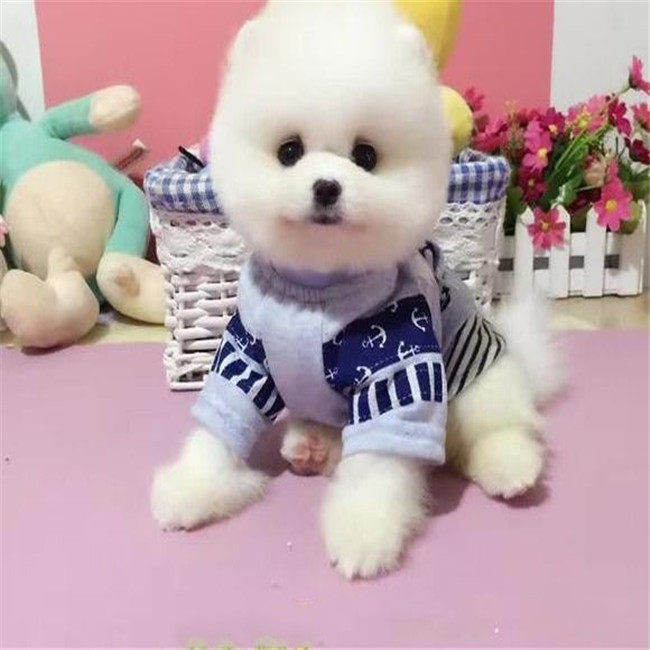 广东宠物十年犬舍的LOGO